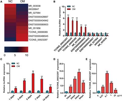 LncRNA TCONS_00023297 Regulates the Balance of Osteogenic and Adipogenic Differentiation in Bone Marrow Mesenchymal Stem Cells and the Coupling Process of Osteogenesis and Angiogenesis